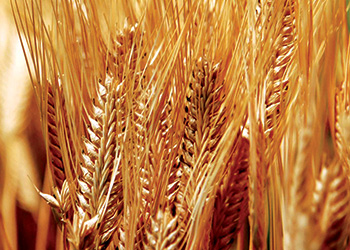 Wheat